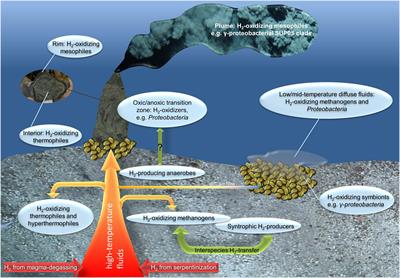 Microbially Mediated Hydrogen Cycling in Deep-Sea Hydrothermal Vents